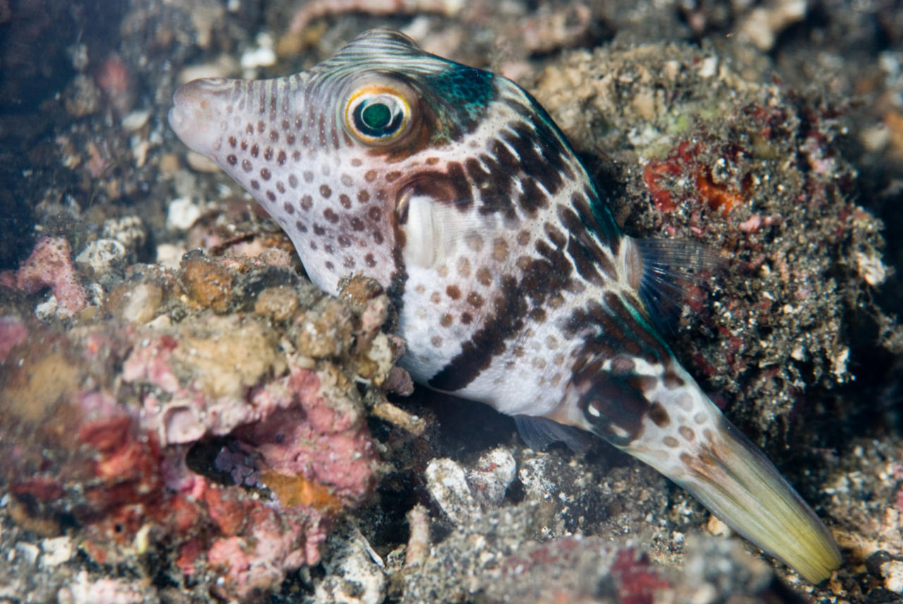 Canthigaster coronata (Pesce palla coronato)